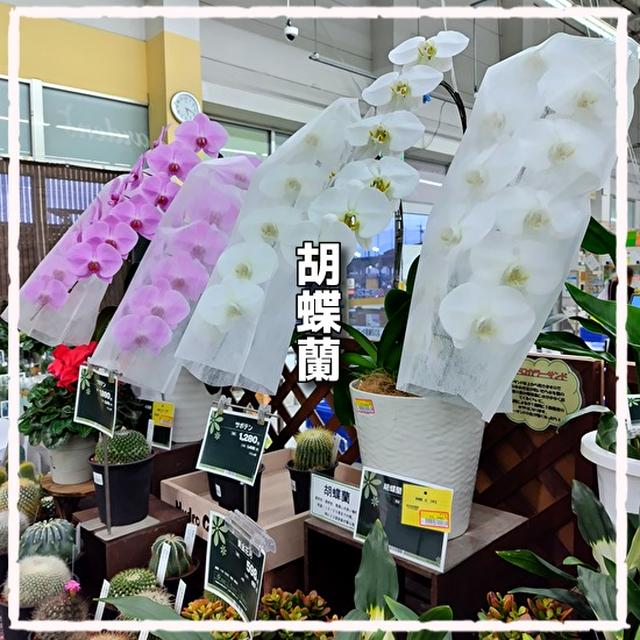 幸福が根付く花