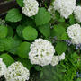 アナベルの花2025#最近撮った写真は