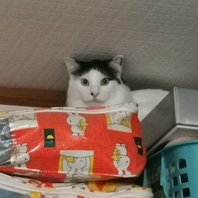 高いところが好き