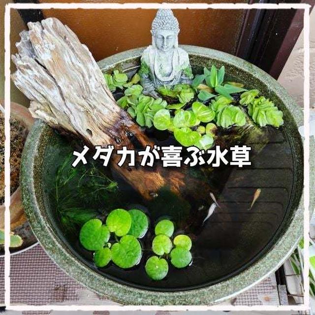 良い飼育環境を構築