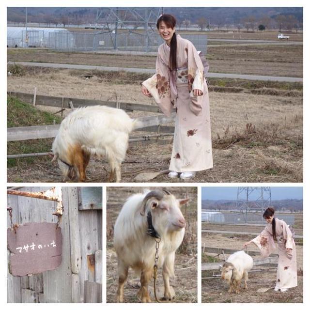 ヤギと一緒に！？　いきなりですが。