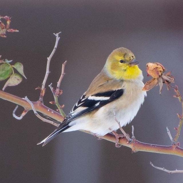 テキサスの春はもうすぐ