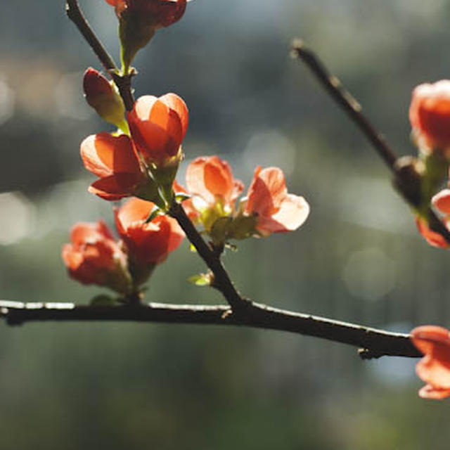 木瓜の花