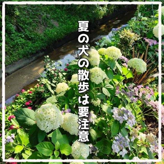 夏の愛犬の散歩時間