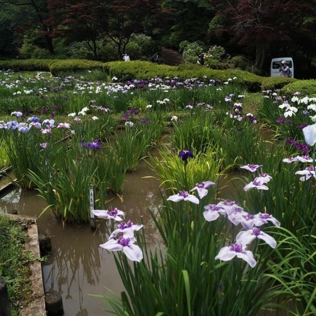 ◆ウォーキング続・町田薬師池公園(2)【満開の菖蒲園と紫陽花編】