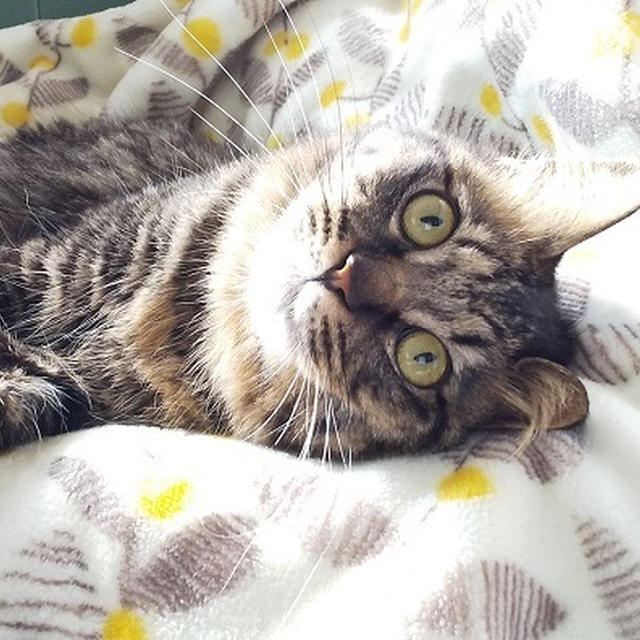 大好きなしっぽ