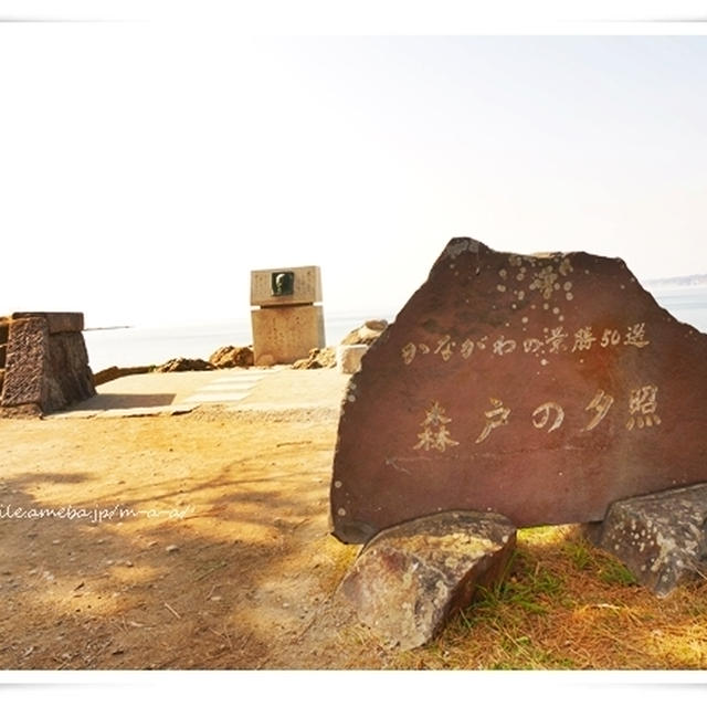 森戸海岸、新わかめ発見。