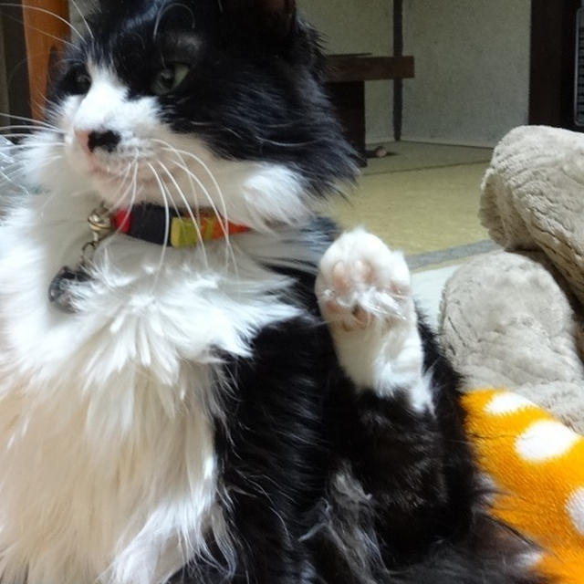 ごんぼさんNOW→→片足を上げてフリーズしてる