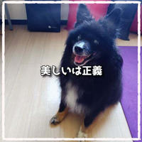 美しいは正義