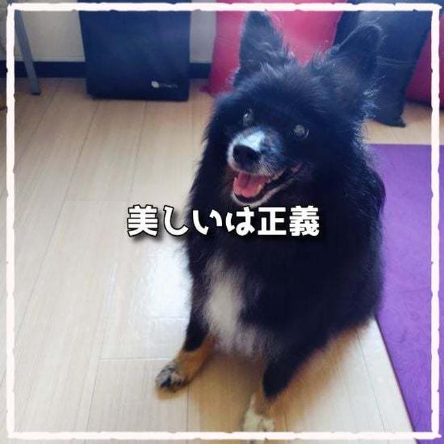 美しいは正義