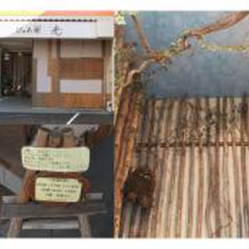 “ ぴゅあ樹　光 ”　・・・西宮
