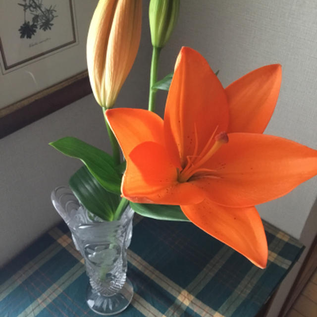 咲いたら鮮やかなオレンジでした