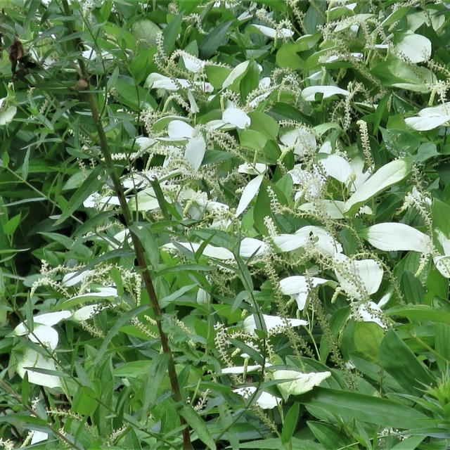 7月30日の赤城自然園