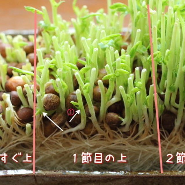 豆苗をどこで切るべきか