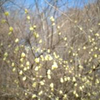 浅間山麓　春一番の花