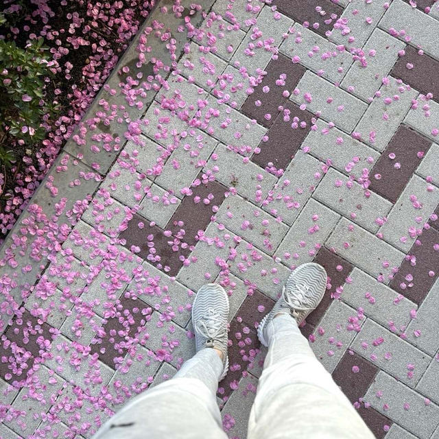 桜を愛でながらの朝活 久し振り過ぎる朝マック