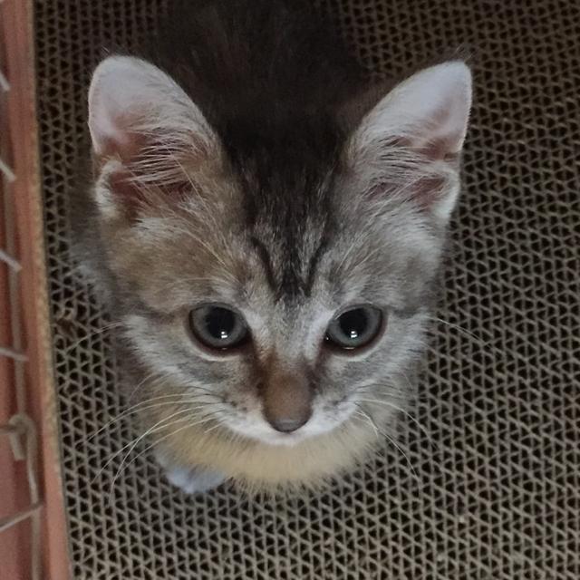 我が家のネコちゃん＊