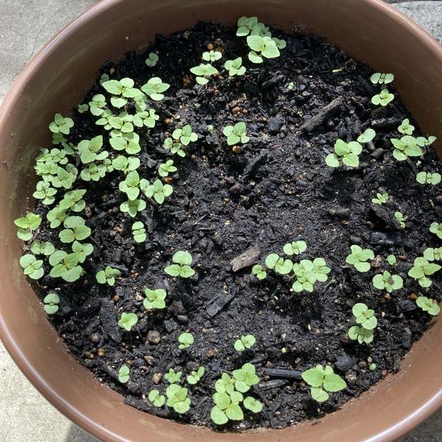 大葉を植えました！