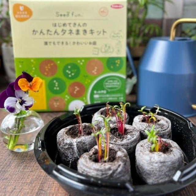 失敗知らず！『はじめてさんのかんたんタネまきキット』でお野菜作り