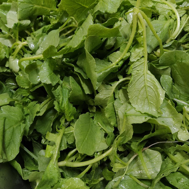 大根菜山、再び