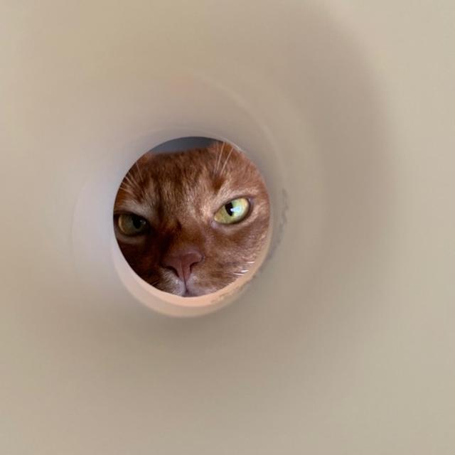 アレの筒越しの猫たち