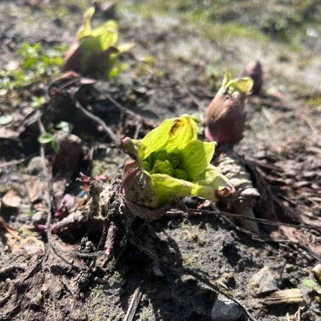 蕗の薹の収穫