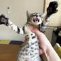 あたしの名前は「きゅう」です 〜仔猫3にゃんず〜