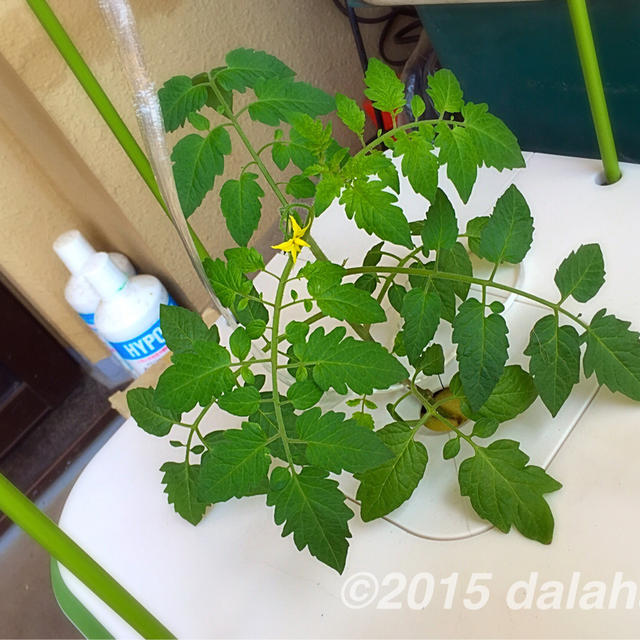 プチトマトの水耕栽培 防虫ネット自作して枝誘引準備も完了