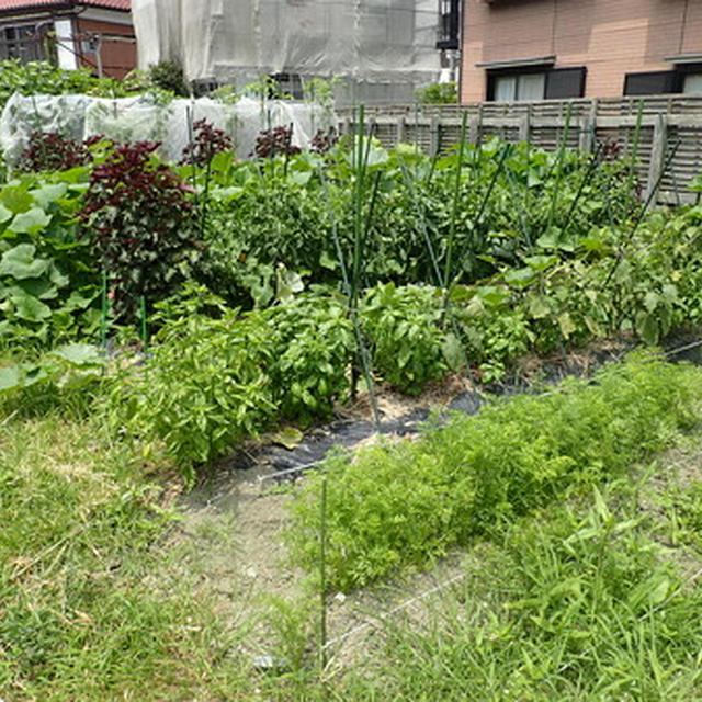 はじめての家庭菜園 7月中下旬 モリモリ野菜たちの様子 By 根岸農園さん レシピブログ 料理ブログのレシピ満載