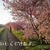 河津桜がきれいです