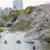 千鳥ヶ淵の桜♪