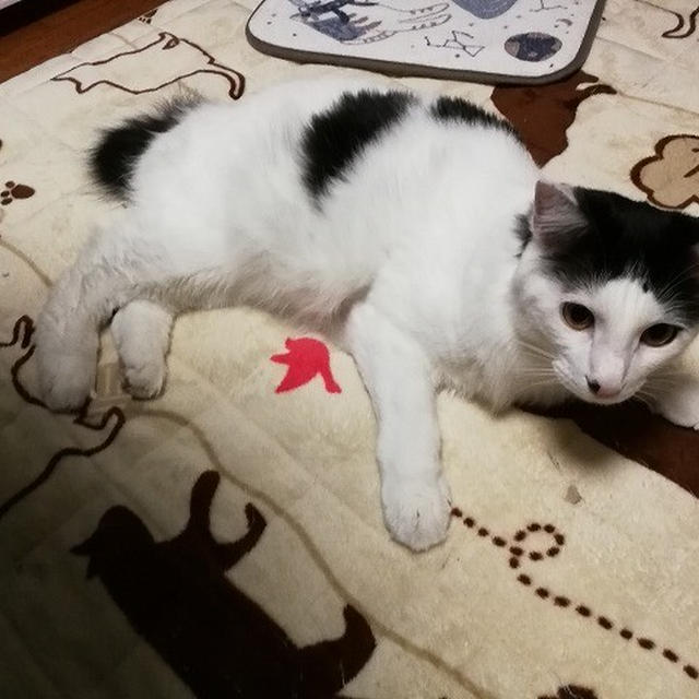 【小梅・さくら・桃之介通信】ホットカーペットとカバーの間の住人