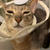 ねこじゃすり、あります♪