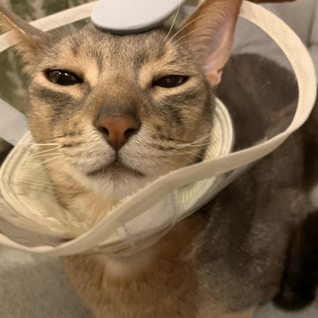 ねこじゃすり、あります♪