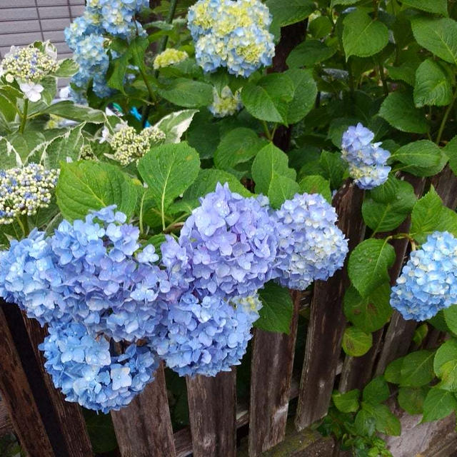 部屋干し臭が消えた洗剤。