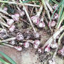 梅雨入り前に、紫玉ねぎ、ニンニク、大麦の収穫。
