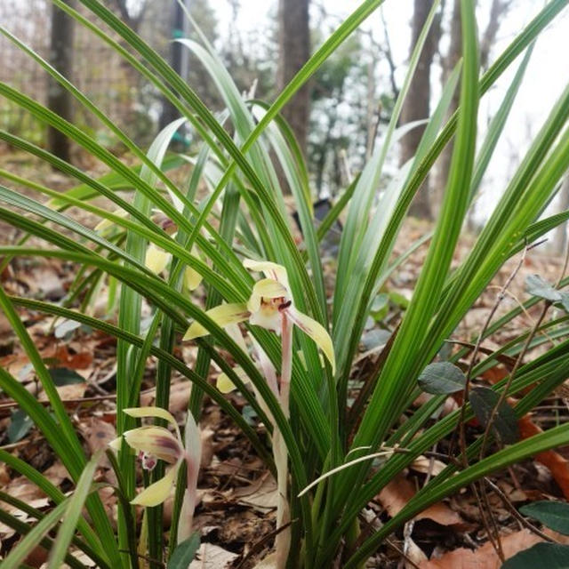 ■ウォーキング（１）【厚木運動公園の野草園で　今咲いて居るお花達】