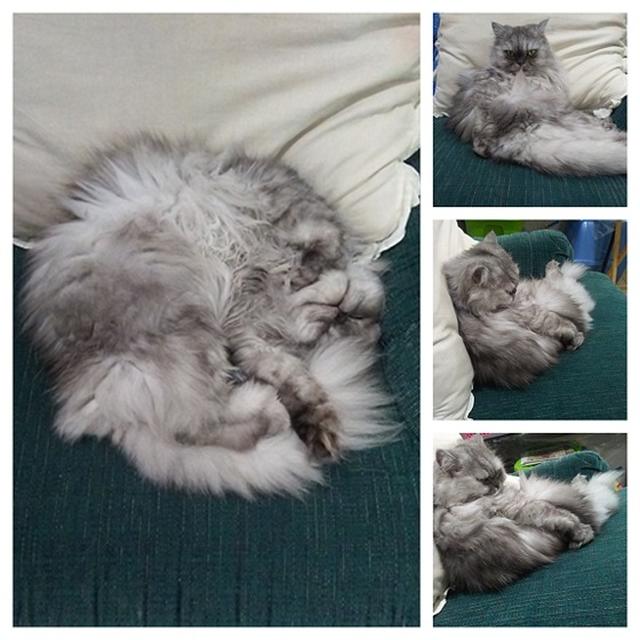お隣りにお座りの癒し姫～♡(=^・・^=)♪