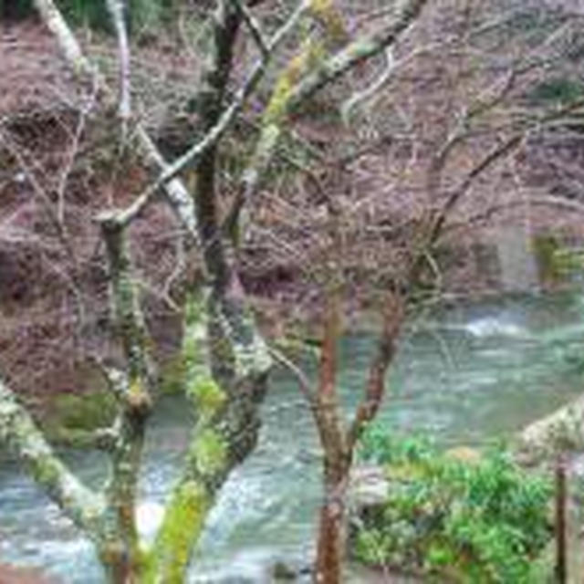 京都）美山荘　後編/ 摘草料理の庵〜自然とともに。