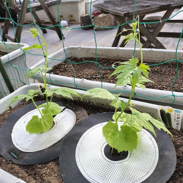 ベランダ菜園、はじめました　ゴーヤ、きゅうり、プチトマト、オクラ