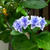 裏路地とかの紫陽花。