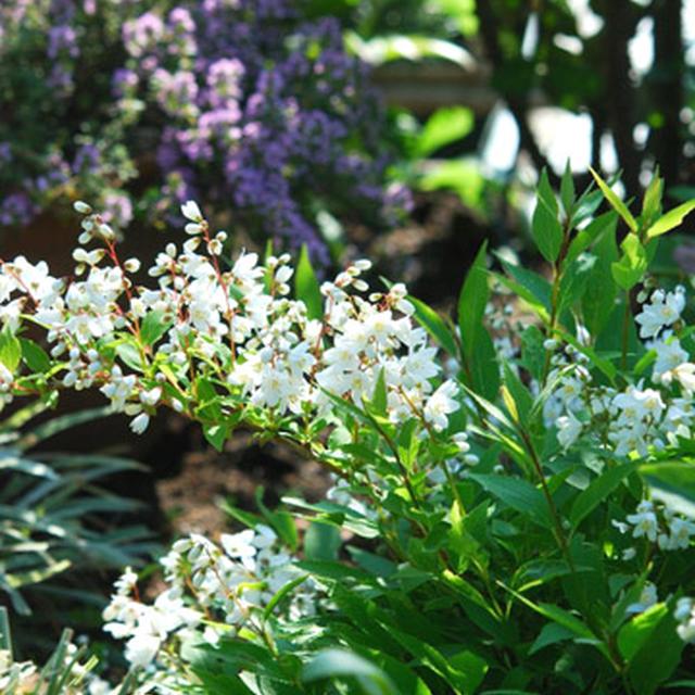 ５月の風　　small　garden