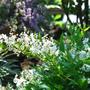 ５月の風　　small　garden