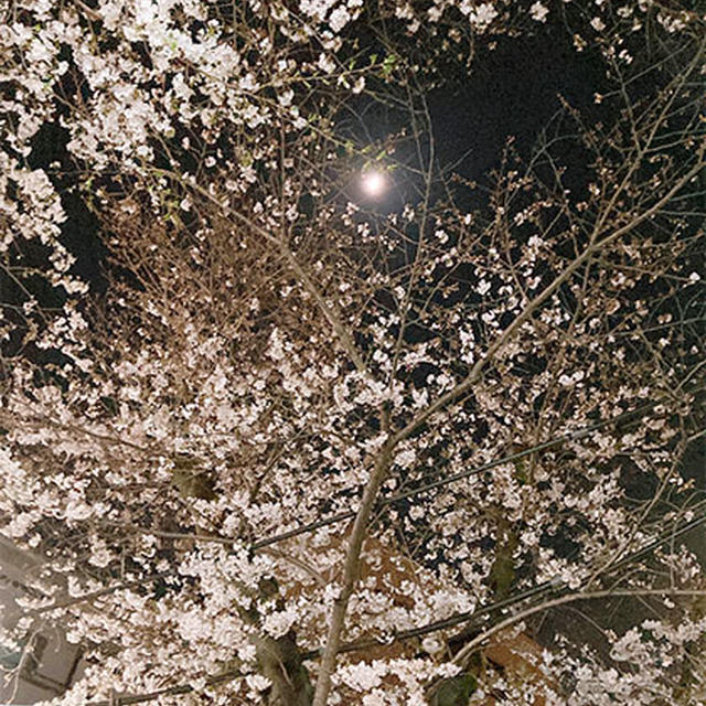 一昨日の夜桜