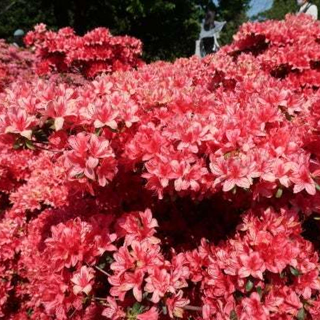 今年も平成つつじ公園