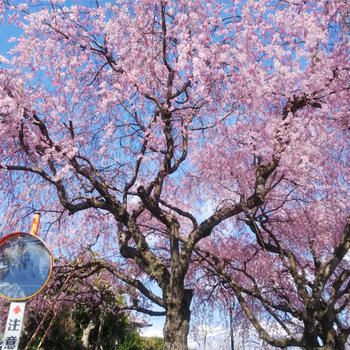 4月の寺子屋開講日