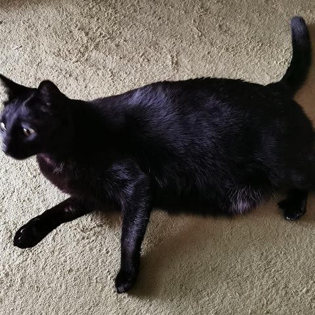 捜索中だけど見つかりません