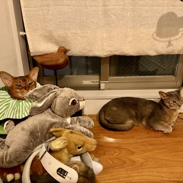 ぬいぐるみたちにまぎれちゃう、りすたん