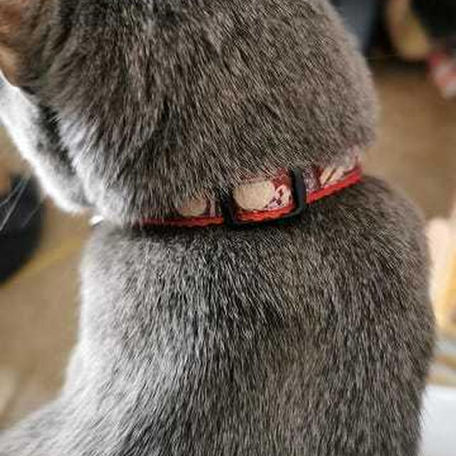 さくらの新しい赤い首輪