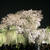 2022 京都白川 ＆ 円山公園 桜 開花 情報(笑)！
